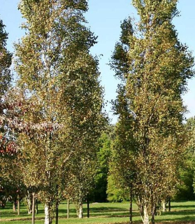 Betula pendula golden obelisk